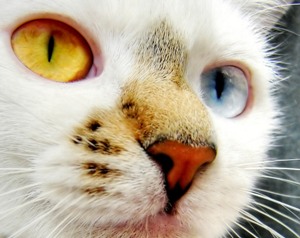oko_macky[1].jpg
